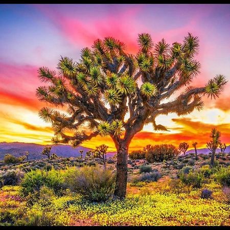 Desert Dreamer Yucca Valley Exterior photo